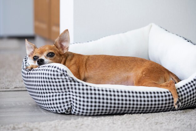 How to clean a dog bed